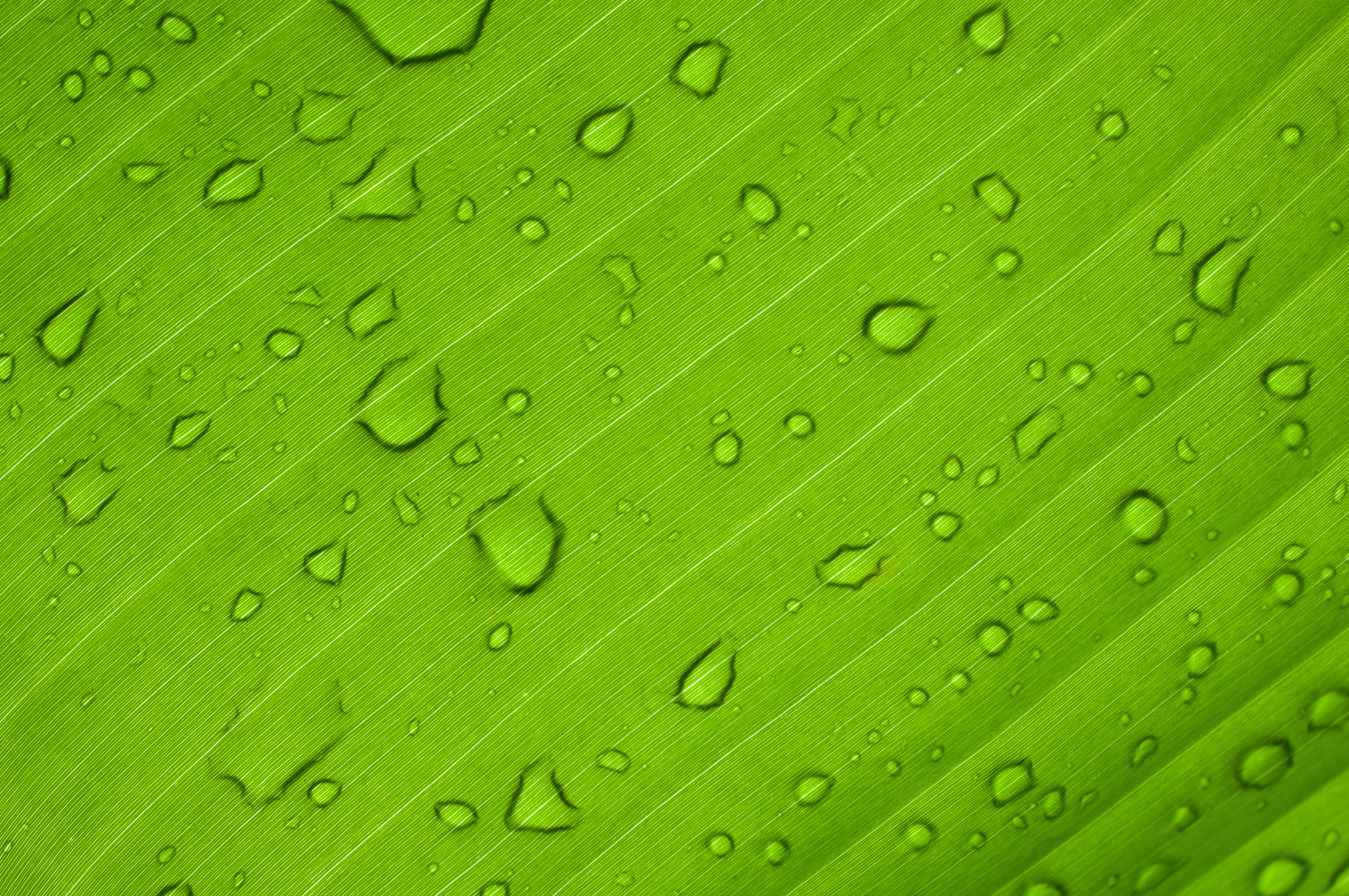 water droplets on a green plant.