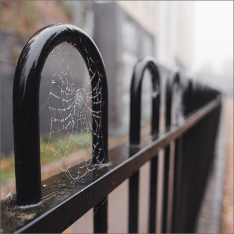 Wet spider webs on a fence